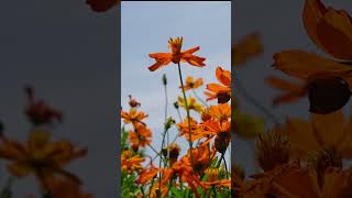 The beautiful flower sways gently in the breeze, accompanied by soft piano music that soothes your11