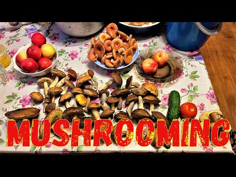 Video: Mushroom places in the Yaroslavl region. Are there mushrooms in the Yaroslavl region?