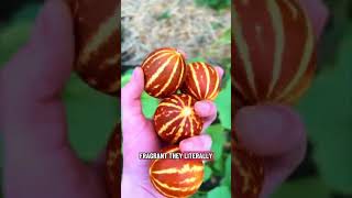 These mini melons are so fun to grow!