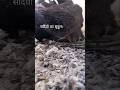 सर्दियों में इसकी तुलना नहीं कर सकते हैं किसीसे||#shortvideo #shortsfeed #vlogs