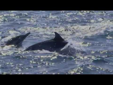 LIVING WATERS—Echolocation and Intelligent Design