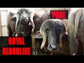 असली भावनगरी जाफरा भैंसें I Royal Blood Line Jafarabadi buffalo at Jamnagar Gujarat
