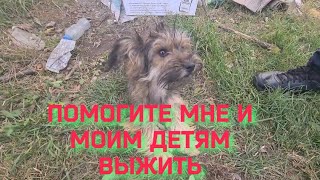 Невероятная находка!/Собачку с щенками выбросили погибать на обочину