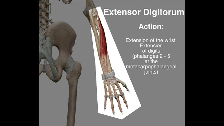 Extensor Digitorum - Origin & Insertion