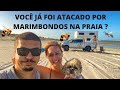 FOMOS ATACADOS POR UM ENXAME DE MARIMBONDOS NA PRAIA DE FORTIM E TIVEMOS QUE FUGIR - VÍDEO 188