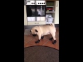 Pug in boots ii