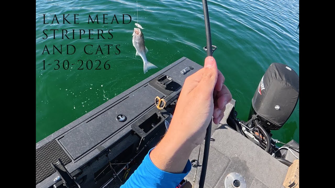 Lake Mead Stripers and Cats: January 30,2026