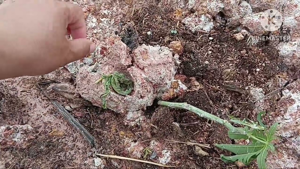 ฝนตกสองวันปลาน้อยดีใจ ลงไปดูน้ำในคลองกันจ้า