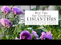 HOW to PLANT and GROW LISIANTHUS plus TIPS for growing lisianthus in HOT CLIMATES