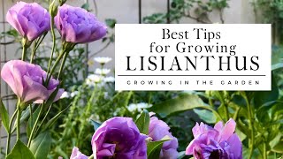 HOW to PLANT and GROW LISIANTHUS plus TIPS for growing lisianthus in HOT CLIMATES