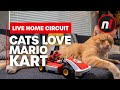 Cats Love Mario Kart Live