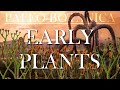 The evolution of early plants