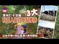 濟州旅遊｜3大秋日人氣打卡熱點推薦 白色芒草+粉紅亂草+濟州原始森林