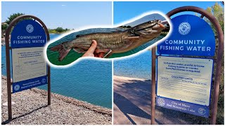 Catching Freshly Stocked Catfish at Two Arizona Urban Lakes! (Plus Surprise Catch!)