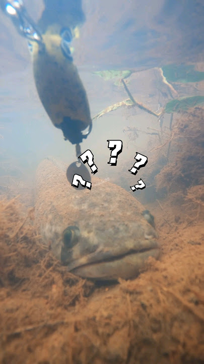 MANCING GABUS DENGAN SOFTFROG