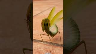 Curiosidades fascinantes de la mantis religiosa