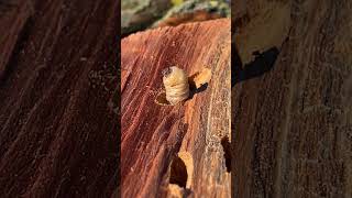 Öyhayatı Yumuşak Ağaç Gövdelerine Girerek Ölmelerine Sebep Olan Ağaç Kurdu.