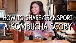 Kombucha Tip: How to share/transport a SCOBY