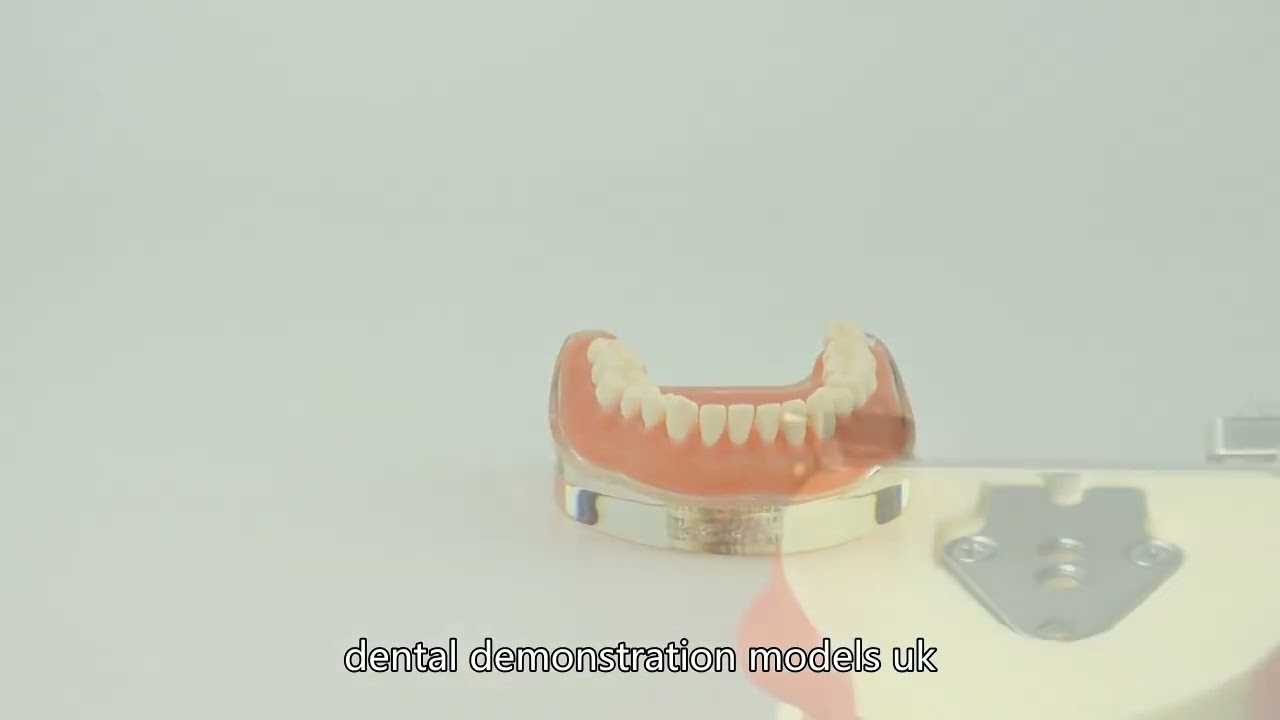 dental school models China High Quality Supplier,Dental Typodont China Best Supplier