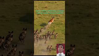 Pack of African Wild Dogs Chasing Leaping Lechwe Across Grassland #africawildlife #shorts #viral