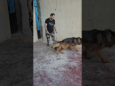 انتظروااااا الخواجه 