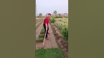 The process of digging green turf #machine #goodtools #shorts