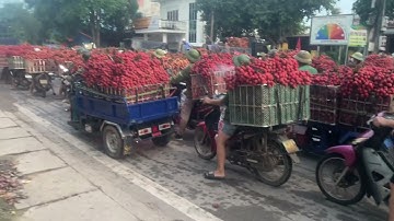 TOÀN CẢNH BÀ CON ĐI BÁN VẢI TẠI BIỂN ĐỘNG LỤC NGẠN BẮC GIANG