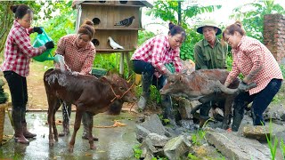 Download Lagu Rescue Cows from Danger \u0026 Nurture – Caught 100kg Catfish with Trap \u0026 Amazing Grilled Catfish Recipe! MP3 Download Lagu Rescue Cows from Danger \u0026 Nurture – Caught 100kg Catfish with Trap \u0026 Amazing Grilled Catfish Recipe! MP3