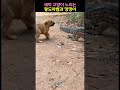 새끼 고양이 노리는 왕도마뱀과 댕댕이