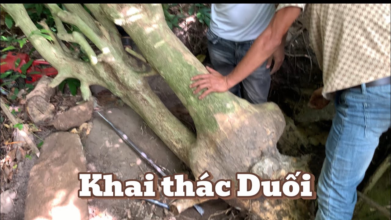 Nhật ký Khai thác Phôi Duối cùng anh em. #bonsai