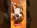 “Lagta Hai Lottery Lag Gayi… Khujli Unlimited #funnydog#trendingdog