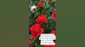 القارئ ياسر الدوسري - تلاوة خاشعة من سورة الكهف - حالات واتس اب يوم الجمعة - حالات واتس اب دينية