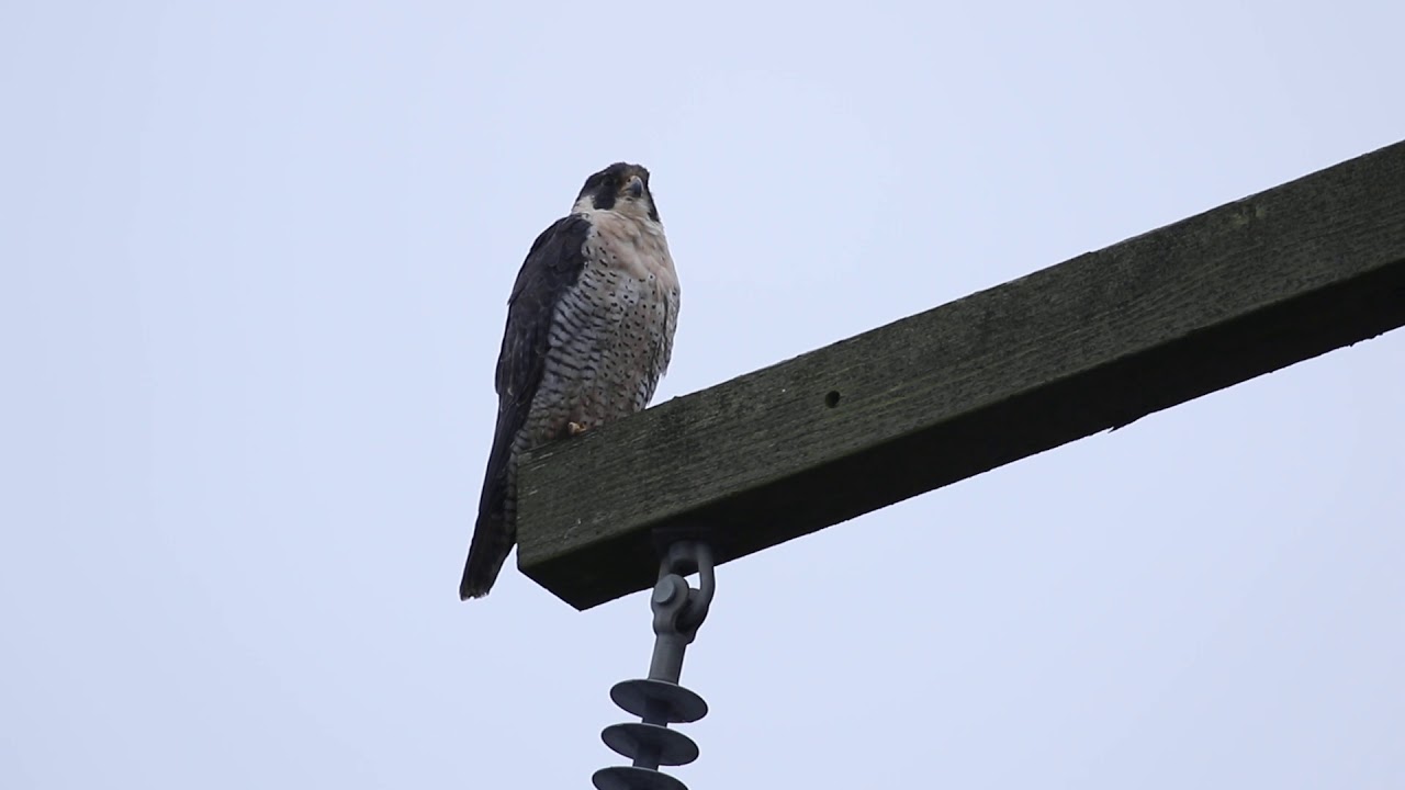 Peregrine falcon on a blustery day in BC. 