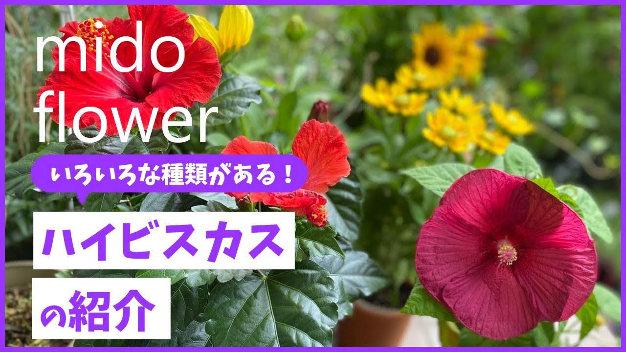 ハイビスカスにもいろんな種類が！】色々なハイビスカスの紹介【園芸