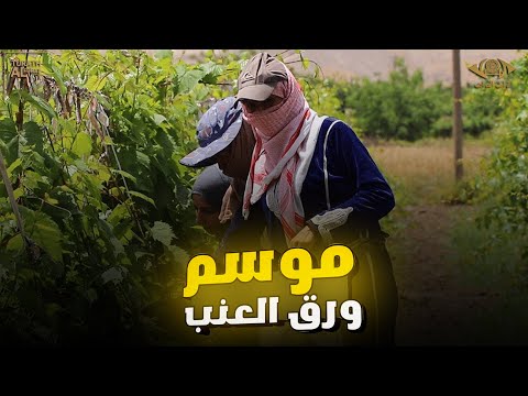 موسم ورق العنب برنامج لمة حبايب تراث الفرات