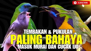 Masteran Paling Dasyat 2025 Tembakan Kasaran U0026 Jeritan  Juara Kalau Materi Ini Masuk Ke Murai
