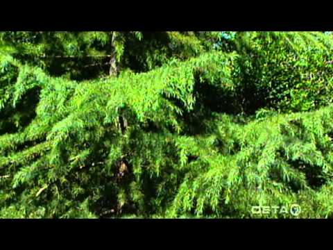 Video: Short-coniferous Cedar