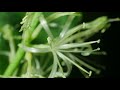 Snake plant bloom plant timelapse