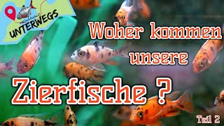 Woher Kommen Unsere Zierfische? 22 Zu Besuch Bei Aquarium Ruinemans Aquaddicted Unterwegs
