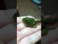 上陸間近のベルツノガエル