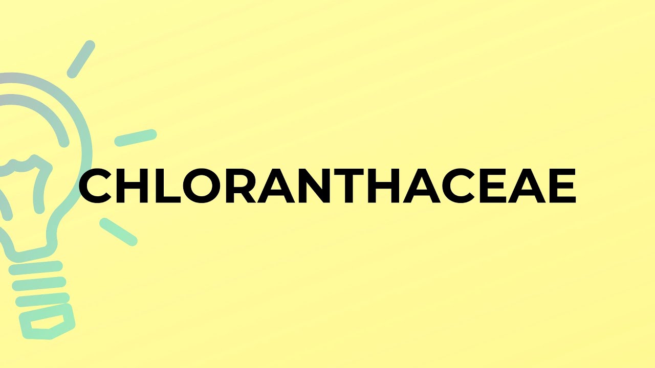 What is the meaning of the word CHLORANTHACEAE?