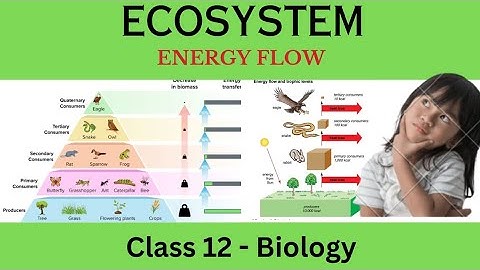 Energy Flow (শক্তি প্রবাহ). Ecosystem.@BiologySynthesisWorldAffairs  @class 12. @Neet.