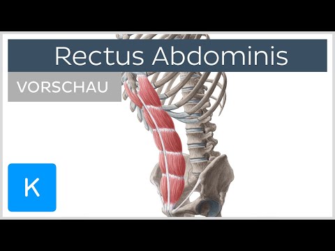 Video: Rectus Abdominis Muskelherkunft, Funktion & Anatomie - Körperkarten