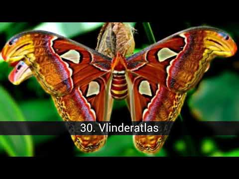 Video: De Mooiste Vlinders Ter Wereld