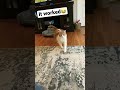 Cat calling sound # #cat #cool #callingsound