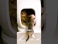 Katze Im… HAUS Gefunden?!🙀🤯