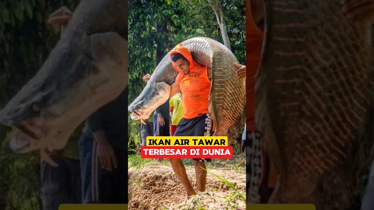 IKAN PREDATOR SUNGAI AMAZON‼️