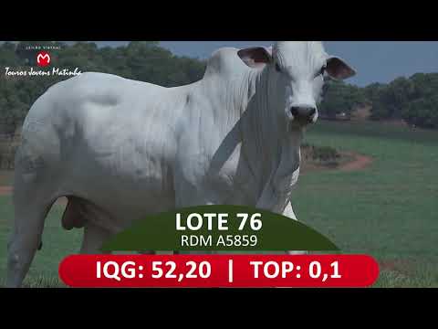 LOTE 76