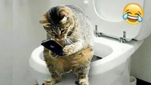 Watch the video about Best Funny Animal Videos Of The 2023 🤣 - Funniest Cats And Dogs Videos 😺😍😂🐶 Funny cat & dog videos 😍