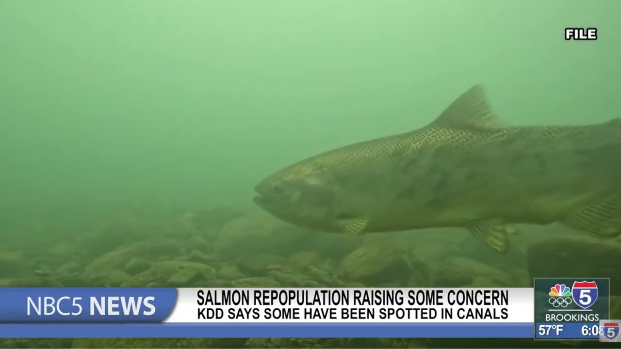 Восстановление популяции лосося вызывает опасения, сообщает округ Кламат-Дренаж